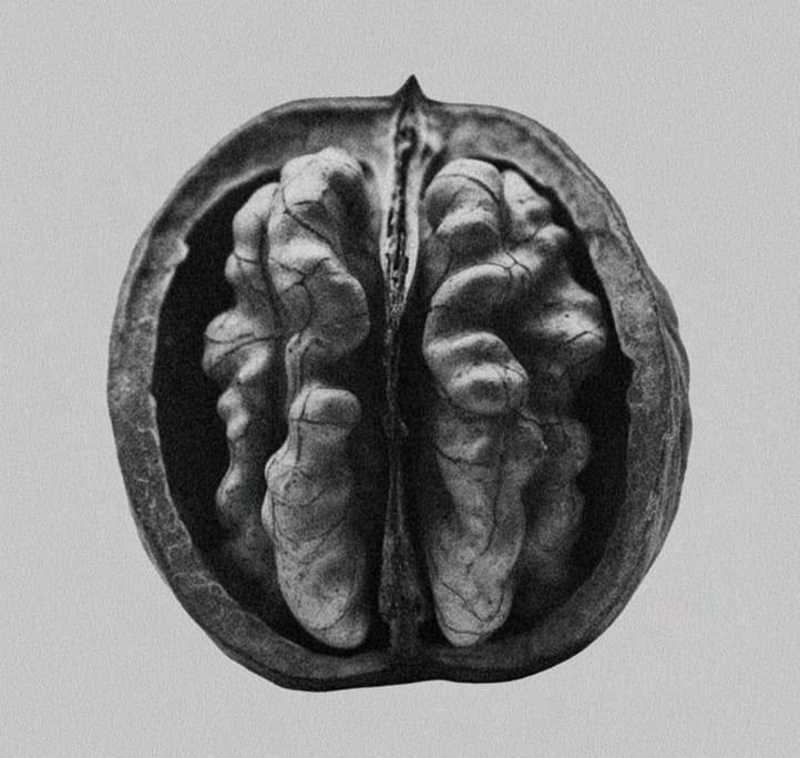 Rina Walnut — specimen plate